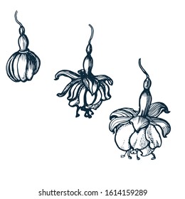 fuchsia flowers set, hand drawing, vector illustration isolated on white background
