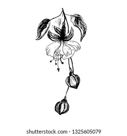 Fuchsia flowers. Sketch. Vector illustration.