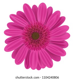 Fuchsia gerbera flower on white vector illustration