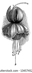 Fuchsia Gipsy Queen is a direct, wild, deciduous tree with dark green leaves; flowers have red roofs and a purple colored corolla, vintage line drawing or engraving illustration.