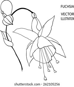 Fuchsia. Graphic vector illustration.