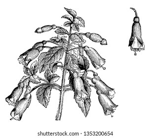 Fuchsia microphylla is a deciduous Shrub growing to 1.8 m at a medium rate it is in flower from Sep to October.It's deep red and funnel shaped. Single Flower of Fuchsia Microphylla shown in picture
