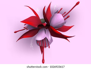 fuchsia on pink background. A group of pink and red fuchsia flowers