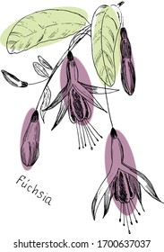 fuchsia plant in black and white with multicolored ovals. The inscription in Latin "Fúchsia". Vector. Any color