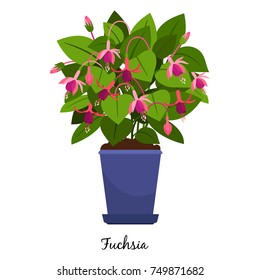 Fuchsia plant in pot isolated on the white background, vector illustration