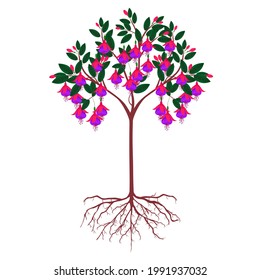 Árbol de fucsia con flores y raíces en un fondo blanco.