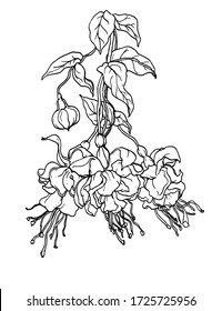 Fuchsia tropical exotic flower blossom. Isolated vector botanical illustration: retro, vintage, hand drawn, black and white, outline. For wedding invitation, card, print, tattoo. Japanese style.