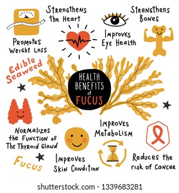 Fucus, edible seaweed, health benefits. Funny hand drawn infographic poster. Cartoon vector illustration. Isolated on white.