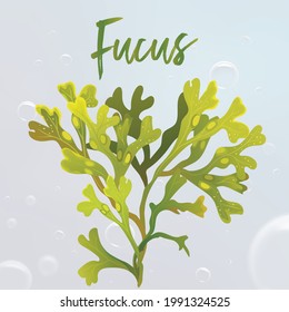 Fucus, sea moss tropical sea plant underwater painting vector