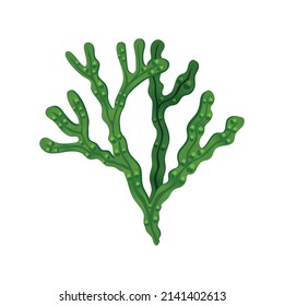 Fucus seaweed brown algae on white background flat vector illustration