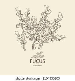 Fucus: fucus seaweed, sea grapes. Brown algae. Edible seaweed. Vector hand drawn illustration.