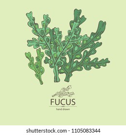 Fucus: fucus seaweed, sea grapes. Brown algae. Edible seaweed. Vector hand drawn illustration.