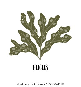 Fucus. Conjunto de algas comestibles. Algas marrones o faeophyceae. Verduras marinas. Ilustración plana vectorial aislada en blanco