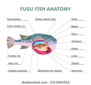 Anatomía de peces de Fugu, ilustración vectorial