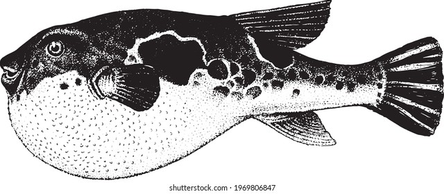 Fugu fish, Takifugu. Fish collection. Healthy lifestyle, delicious food, ichthyology scientific drawings. Hand-drawn images, black and white graphics.