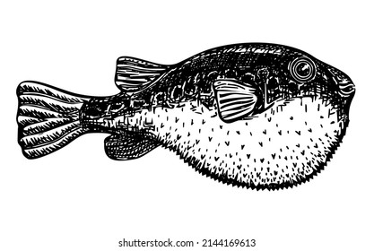 Pescado de Fugu, Takifugu. Fofo japonés. Colección de peces. Ilustración vectorial dibujada a mano. Estilo retro. Esbozar imágenes, gráficos en blanco y negro sobre fondo blanco.