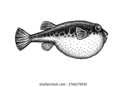 Fugu fish. Takifugu rubripes. Japanese puffer. Ink sketch isolated on white background. Hand drawn vector illustration. Retro style. svg