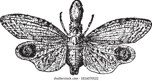 Fulgoridae, From the Dictionary of Word and Things, 1888.