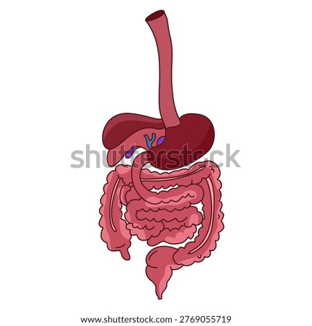 full anatomical diagram showing the path of food through the entire body