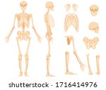 The full anatomical skeleton of a person and individual bones. Performed as an art illustration in a scientific medical style. The main view and side view, also separately the skull, pelvic bone