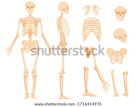 The full anatomical skeleton of a person and individual bones. Performed as an art illustration in a scientific medical style. The main view and side view, also separately the skull, pelvic bone
