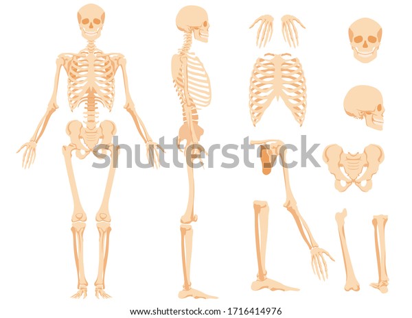 人と個々の骨の完全な解剖学的骨格 科学的な医学スタイルの美術イラストとして演じられる メインビューと側面ビューは 別々に頭蓋骨と骨盤の骨 も表示されます のベクター画像素材 ロイヤリティフリー