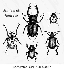 Full beetles ink sketches pack