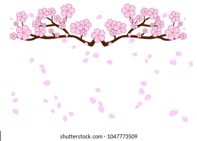 Full bloom cherry blossoms and blowing/flying petals isolated on white background. Beautiful pink Sakura flowers on brown branches with bottom copy-space for add text. Vector illustration; flat design