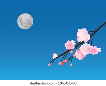 Full bloom pink cherry blossom black wood on blue sky and gray moon vector background. Backdrop purple bud sakura branch isolated at night time.