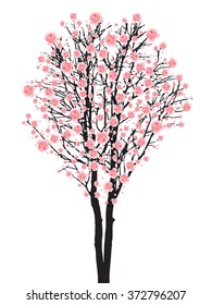 Full bloom pink sakura tree (Cherry blossom) black wood isolated on white, flower branch backdrop, flora bush banner vintage frame. Pastel sweet spring floral wallpaper.