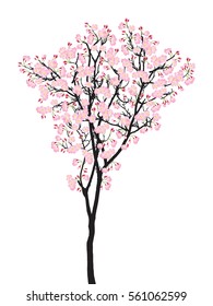 Full bloom pink sakura tree (Cherry blossom) black wood isolated on white, flower branch backdrop, flora bush banner vintage frame. Pastel sweet spring floral wallpaper.