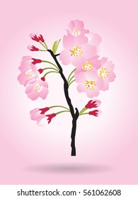 Full bloom pink sakura tree bush (Cherry blossom) black wood isolated on pink, flower branch icon, flora bush banner vintage element. Pastel sweet spring floral logo.