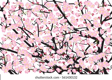 Full bloom pink sakura tree (Cherry blossom) black wood bark backdrop, flower banner, flora scene background