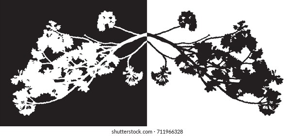 Full bloom sakura flower isolated black wood, Cherry blossom flora bush vintage silhouette.