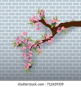 Full bloom sakura flower tree isolated pastel brick wall, pink japan flora bush blue background, spring floral branch on gray wallpaper. Treetop of Cherry blossom petal leaf vector.