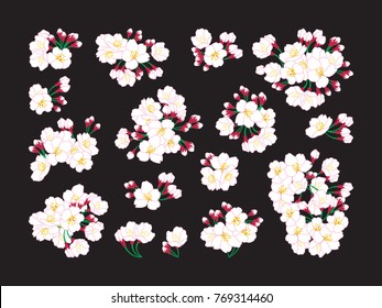 Full bloom white and pink sakura tree (Cherry blossom) isolated, flower branch icon, flora bush logo vintage element. Pastel sweet spring floral bud bouquets.