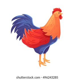 Full body of colorful rooster, cartoon vector illustration isolated on white background. Side view ofbright and colorful rooster, standing on white background