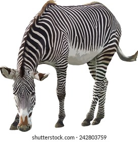 Full Body Detailed Zebra Vector