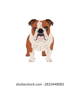 Full Body Front View Illustration of a Purebred English Bulldog Standing Isolated on White Background