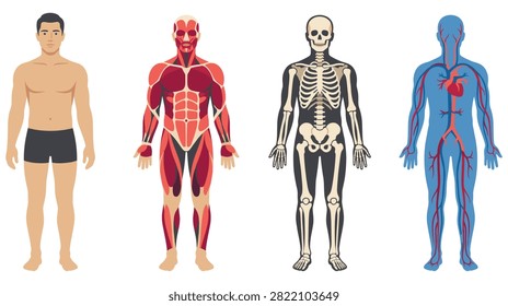 Full body human anatomy illustrations showing muscular system skeletal structure and circulatory system with heart and veins.