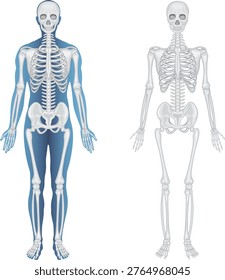 Full body human anatomy skeleton Vector illustration. Human skeleton vector 