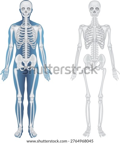 Full body human anatomy skeleton Vector illustration. Human skeleton vector 