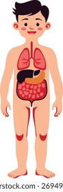 Full body organs diagram with simplified anatomy, perfect for educational materials, children’s science books, and basic biology lessons.
