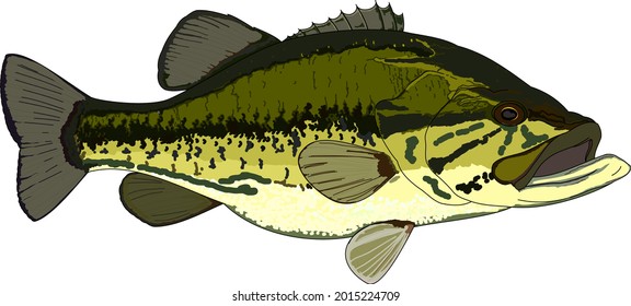 Full Color Largemouth Bass Vector