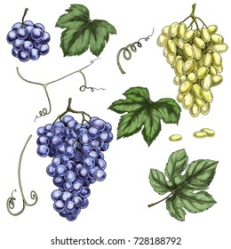 Full color realistic grapes illustration. White and purple grapes. Wine production design elements. Leaves, stems and berries.