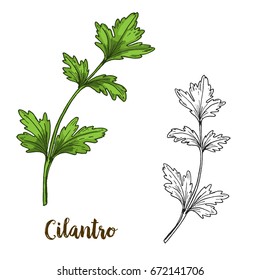 Full color realistic sketch illustration of cilantro, vector illustration