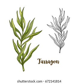 Full Color Realistic Sketch Illustration Of Tarragon, Vector Illustration