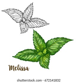 Full color realistic sketch illustration of melissa, vector illustration