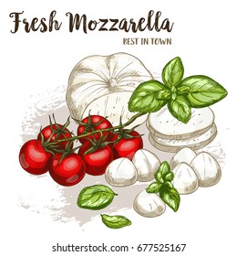 Full color realistic sketch illustration of mozzarella with basil and cherry tomatoes, vector food illustration.