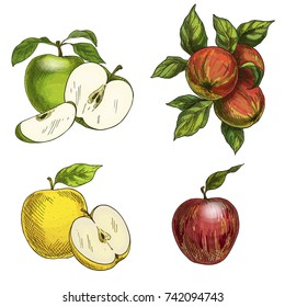 Full color realistic sketch vector illustration. Hand drawn painted illustration.